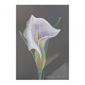 Lily in Lavender Pencil & Oil Pastel