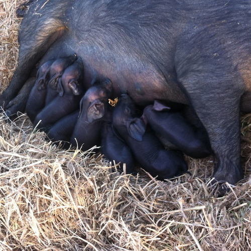Black Hog, Purebred American Livestock