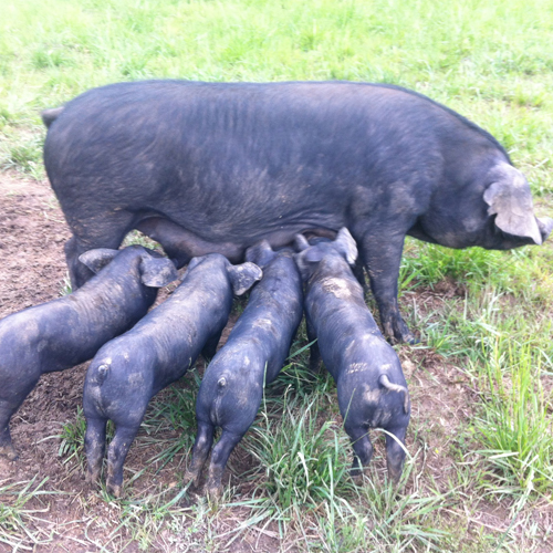 Livestock, Weesner Farm Large Black Hog