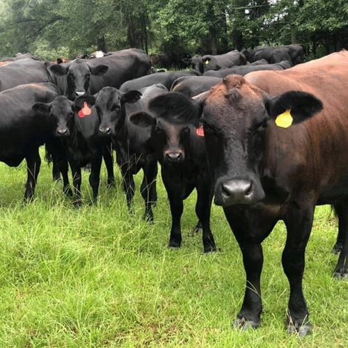 Beef, Persimmon Ridge Family Farm Grass-Fed