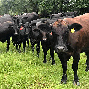 Beef, Persimmon Ridge Family Farm Grass-Fed