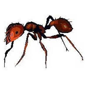 Fire Ant Killer