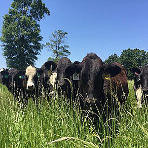 Beef, Stonnington Farm Grass-Fed