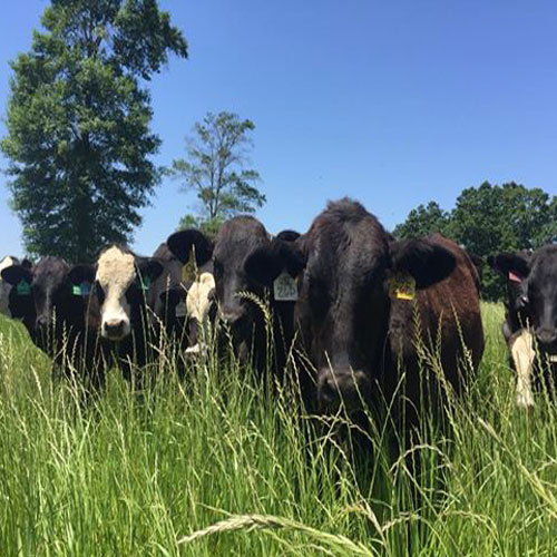 Beef, Stonnington Farm Grass-Fed