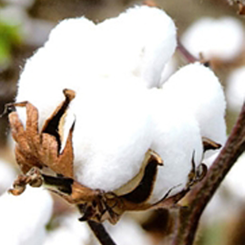 Cotton Bolls
